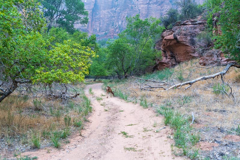 Angel's Landing Hike - Zion National Park 08-07-2021