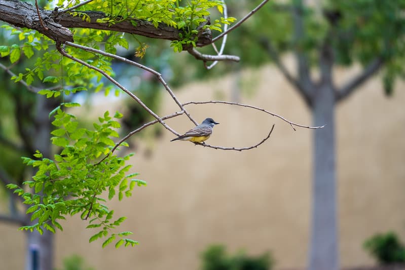 2022-04-03 Morning Walk with Nol and Yvonne